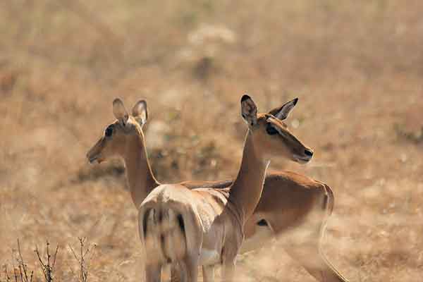 Wildlife at Mikumi National Park